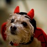 Peanut And Halloween